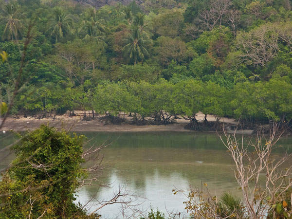 Figure 1: Mangrove forest in Tarutao National Marine Park, Thailand (photo by Gergely Balázs)