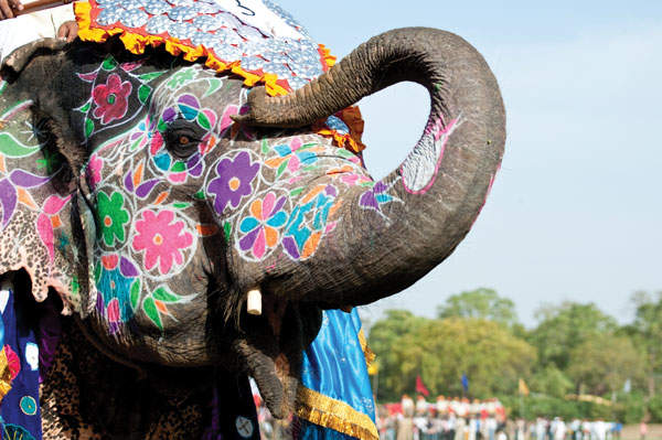Painted-indian-elephant