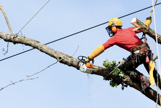 IBM to help utilities cut tree trimming budgets and reduce outages