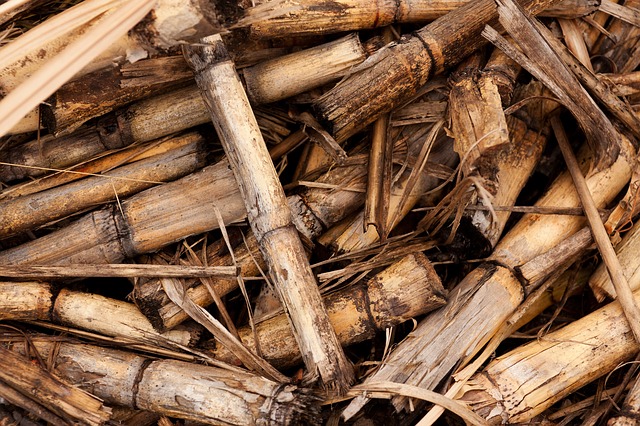 Active Energy raises £3.4m to speed up development of US focused biomass business