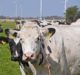 Brightmark Energy invests in dairy biogas project in US