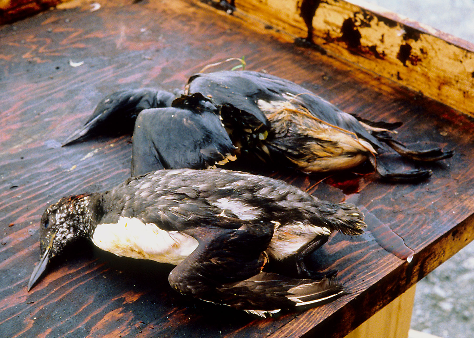 Exxon Valdez oil spill