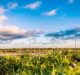 Boralex to acquire 49% stake in three Quebec wind farms from CDPQ
