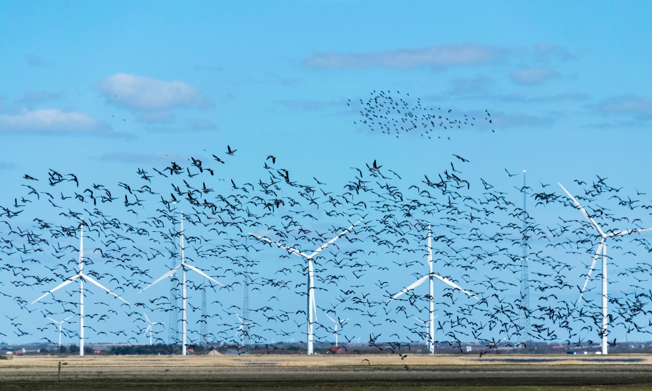 The impact of wind turbines on biodiversity and how to minimise it